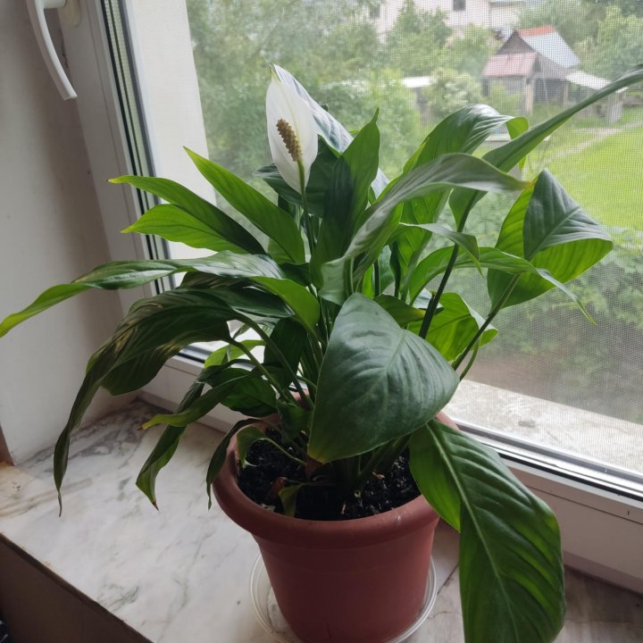 Спатифиллум