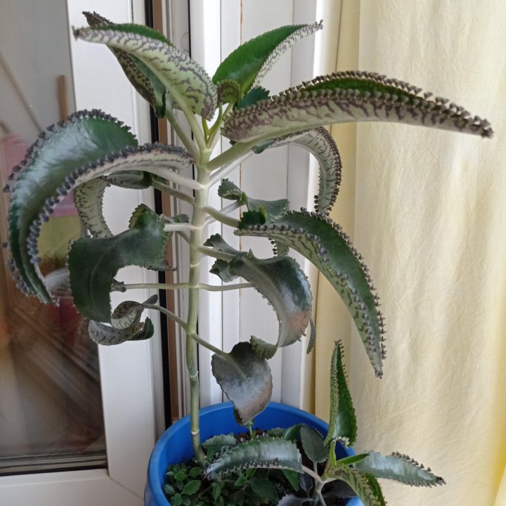 Калонхоэ ( Чихалочка)