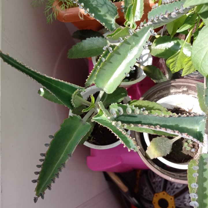 Калонхоэ ( Чихалочка)