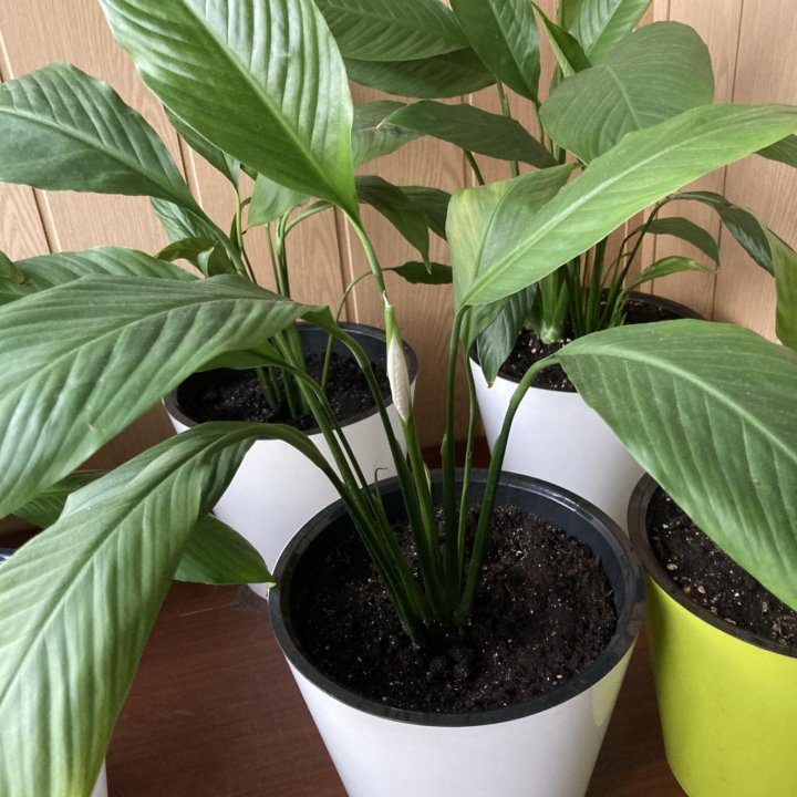 Спатифиллум