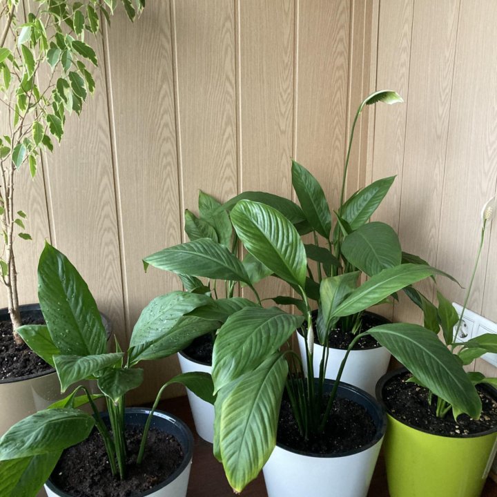 Спатифиллум