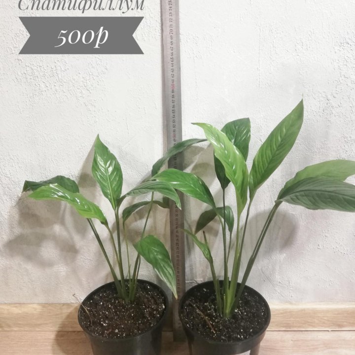 Спатифиллум