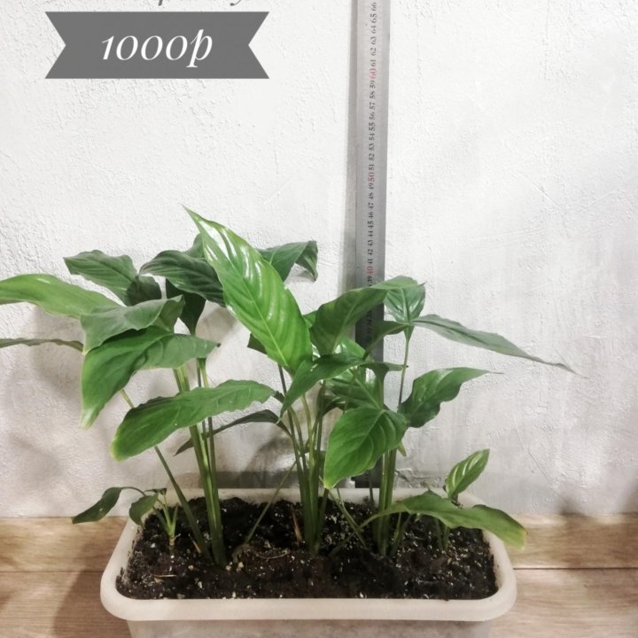 Спатифиллум