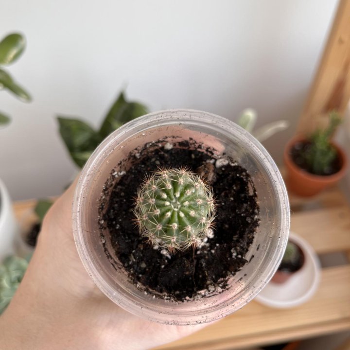 Кактус Эхинопсис