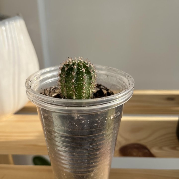 Кактус Эхинопсис