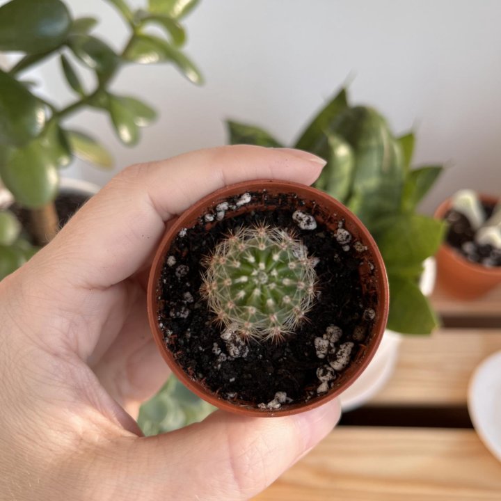 Кактус Эхинопсис