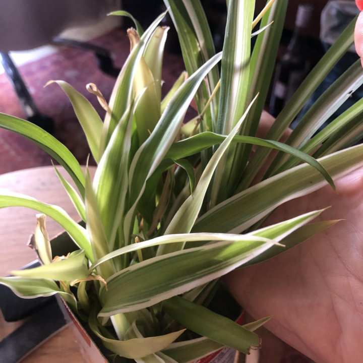 Хлорофитум