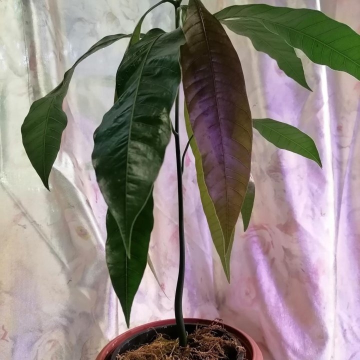 Манго саженец