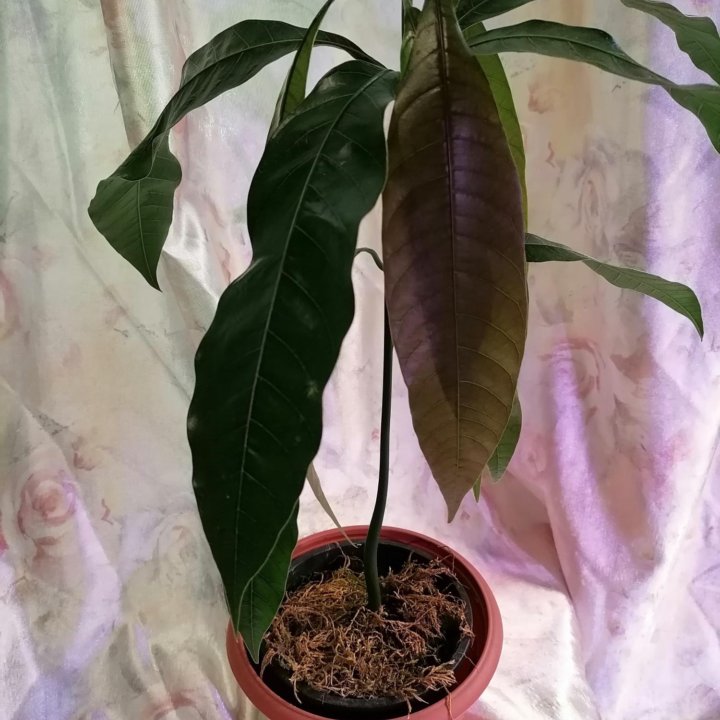 Манго саженец