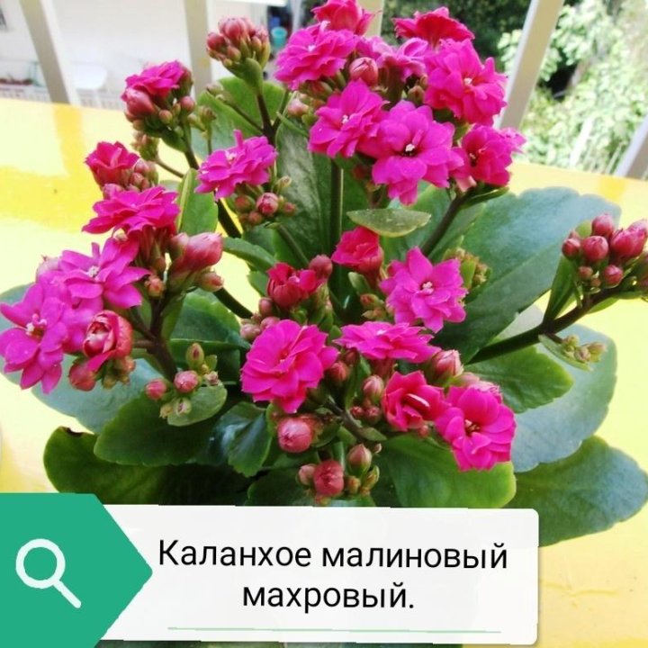 Каланхое