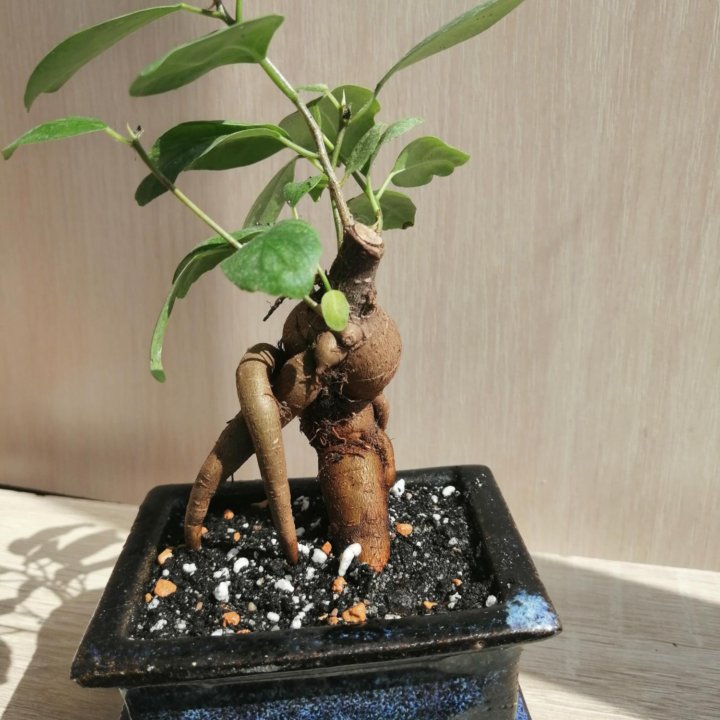 Фикус Микрокарпа лоу