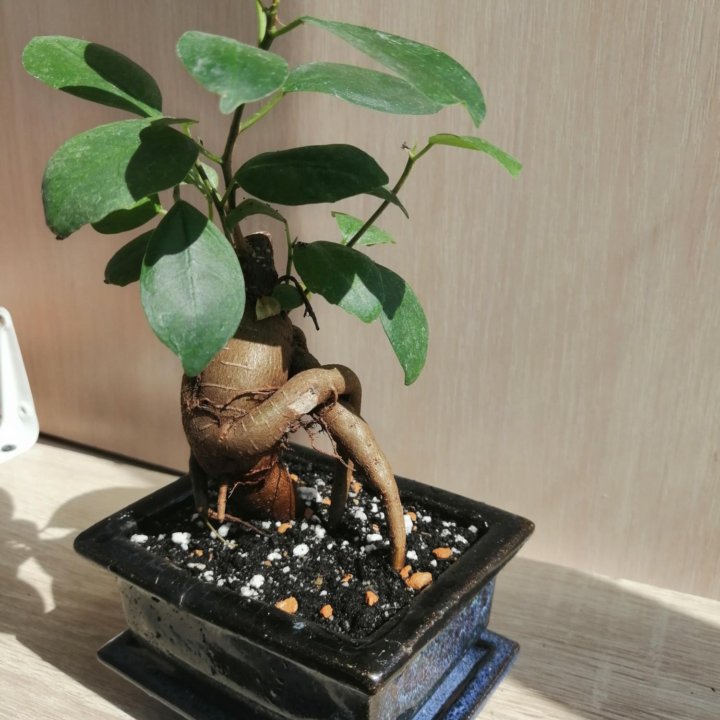 Фикус Микрокарпа лоу