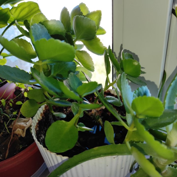 Обмен Калахоэ