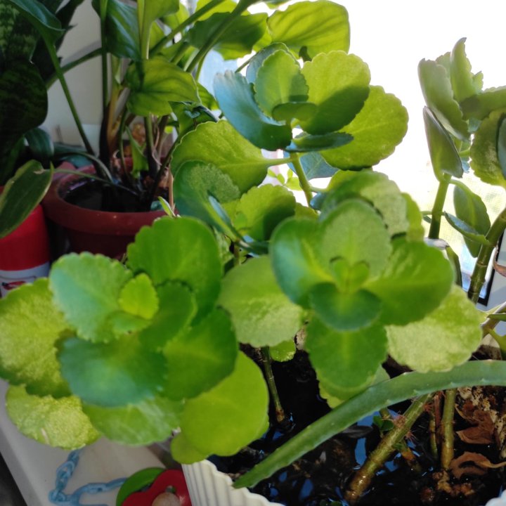 Обмен Калахоэ