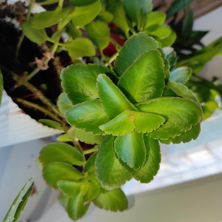 Обмен Калахоэ