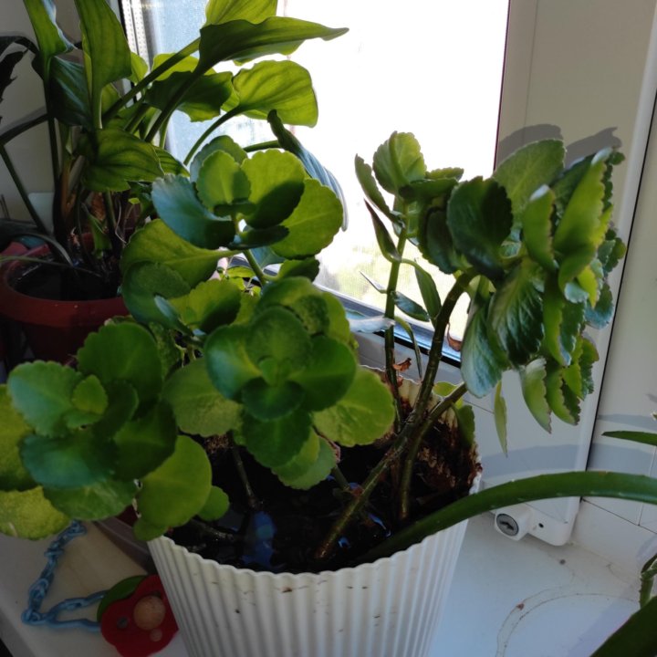 Обмен Калахоэ