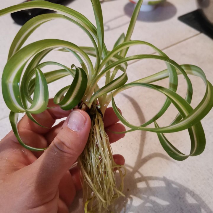 Хлорофитум. Срочно!!!