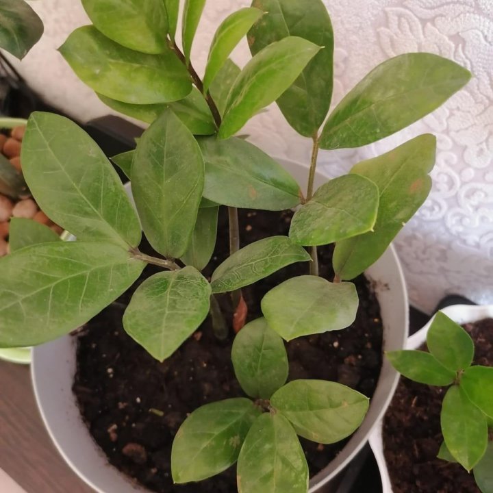 Замиокулькас