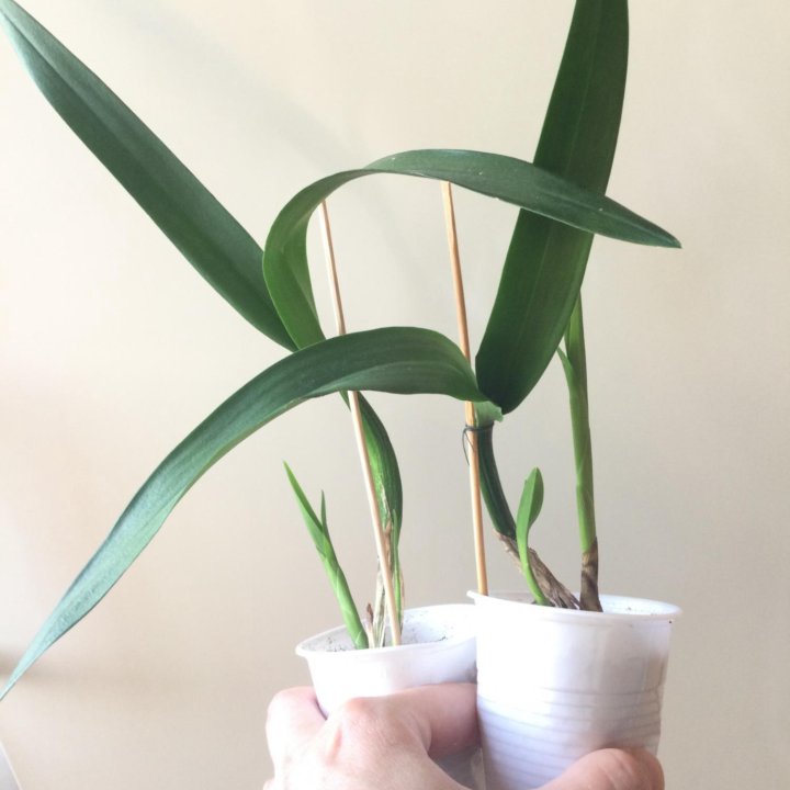 Очень редкий онцидиум шоколадный