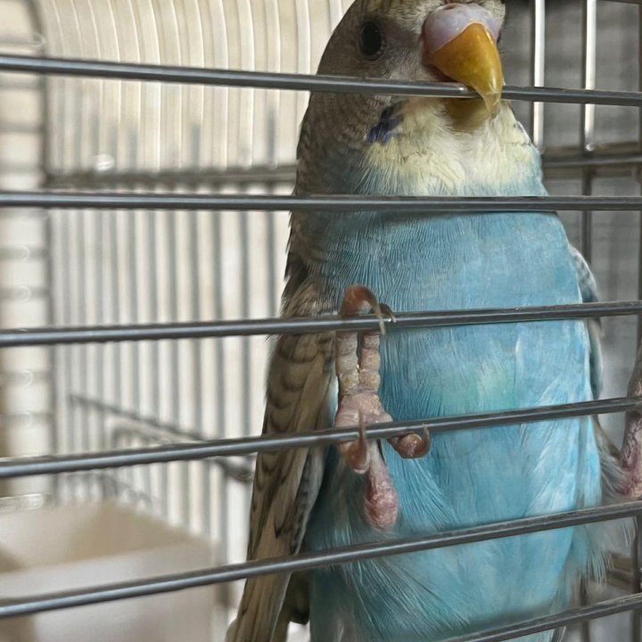 Волнистые попугайчики домашнего разведения