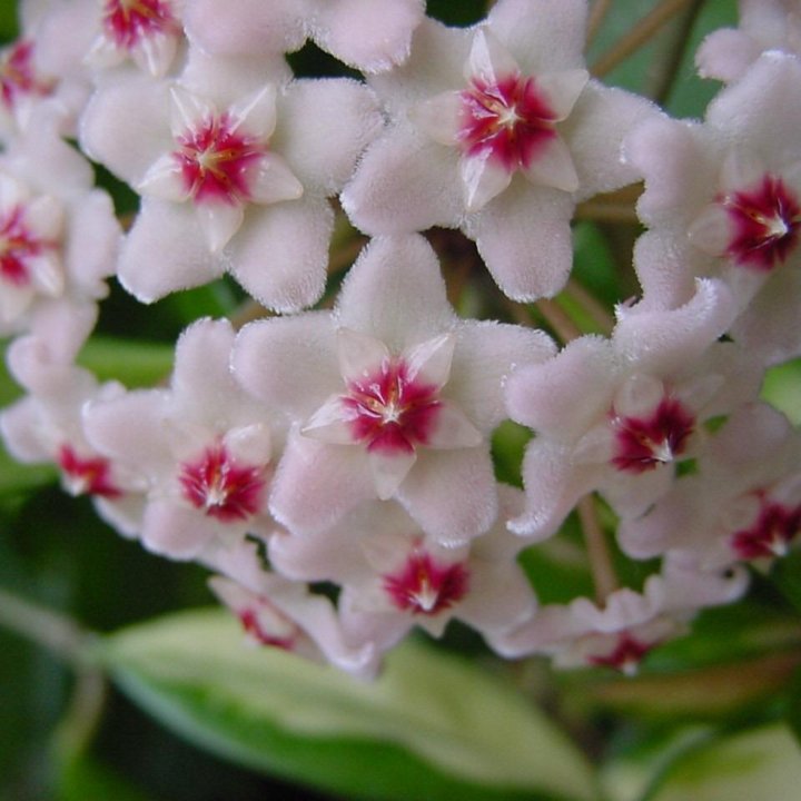 Хойя карноза