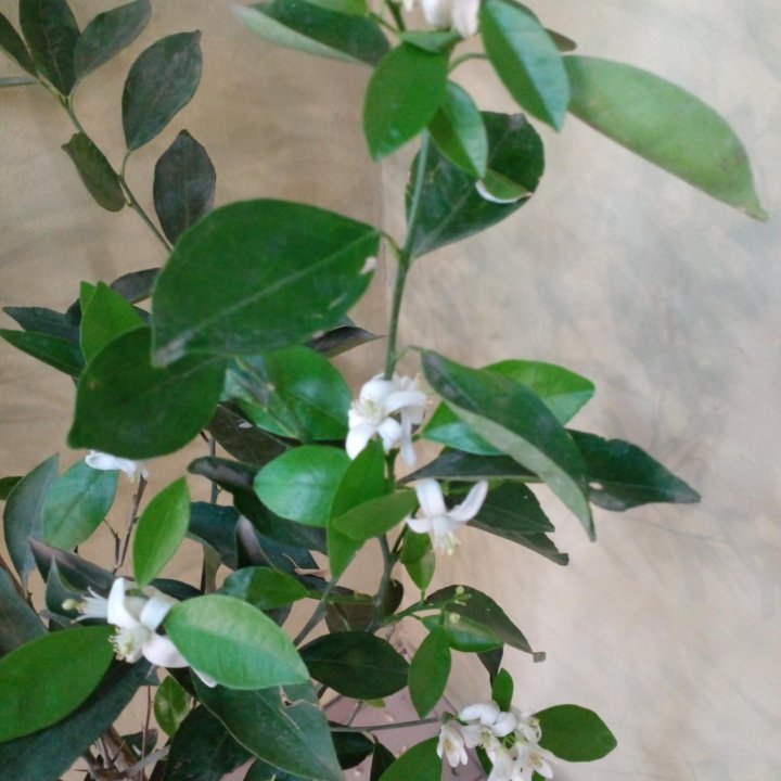 Апельсин комнатный