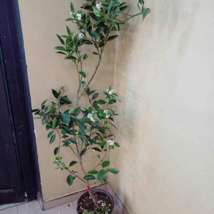 Апельсин комнатный