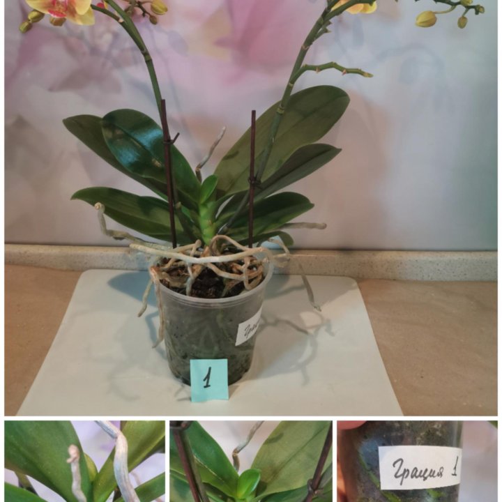 Орхидея- Мультифлора