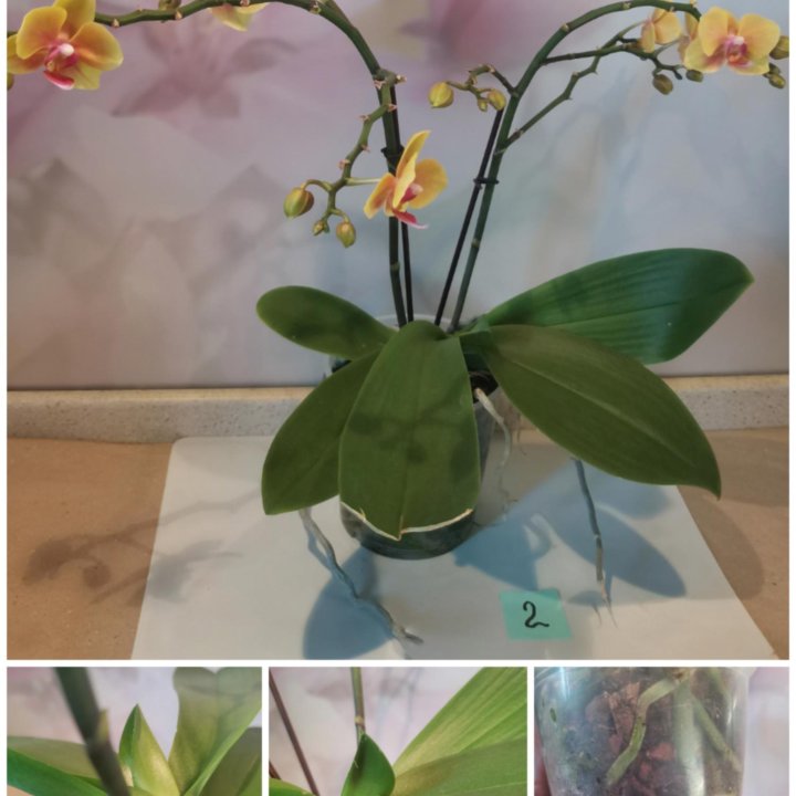 Орхидея- Мультифлора