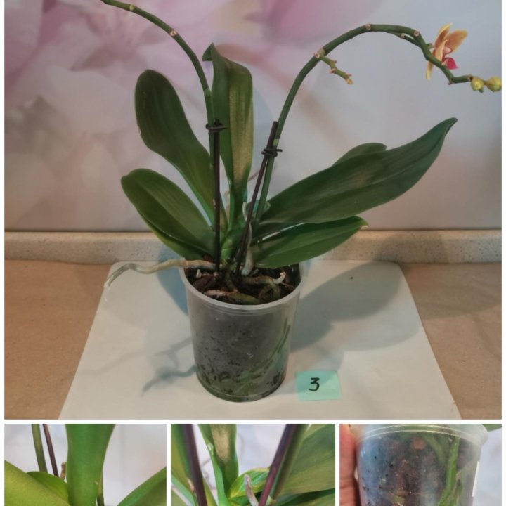 Орхидея- Мультифлора