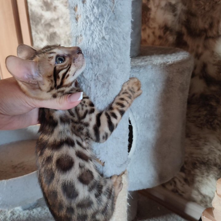 Бенгальские малыши