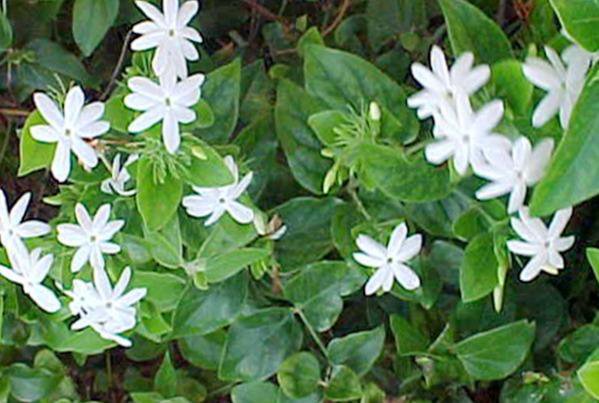 Жасмин самбак