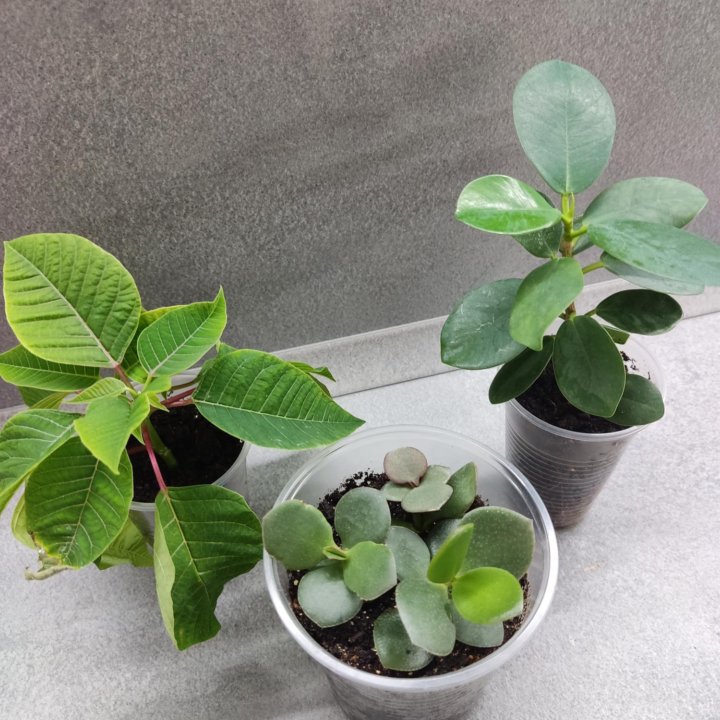 Набор из трёх растений