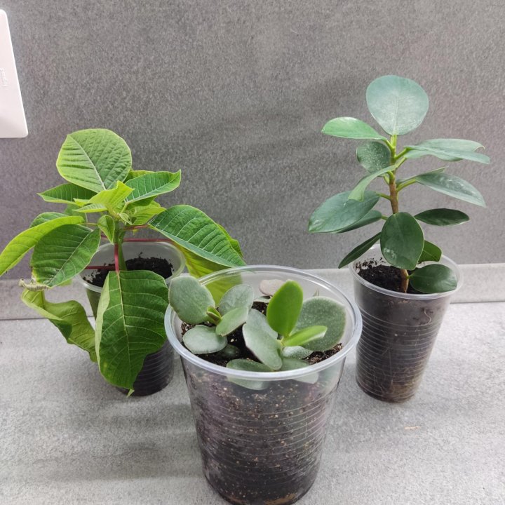 Набор из трёх растений