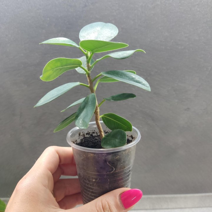 Набор из трёх растений