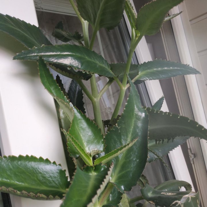 Каланхоэ дегремона