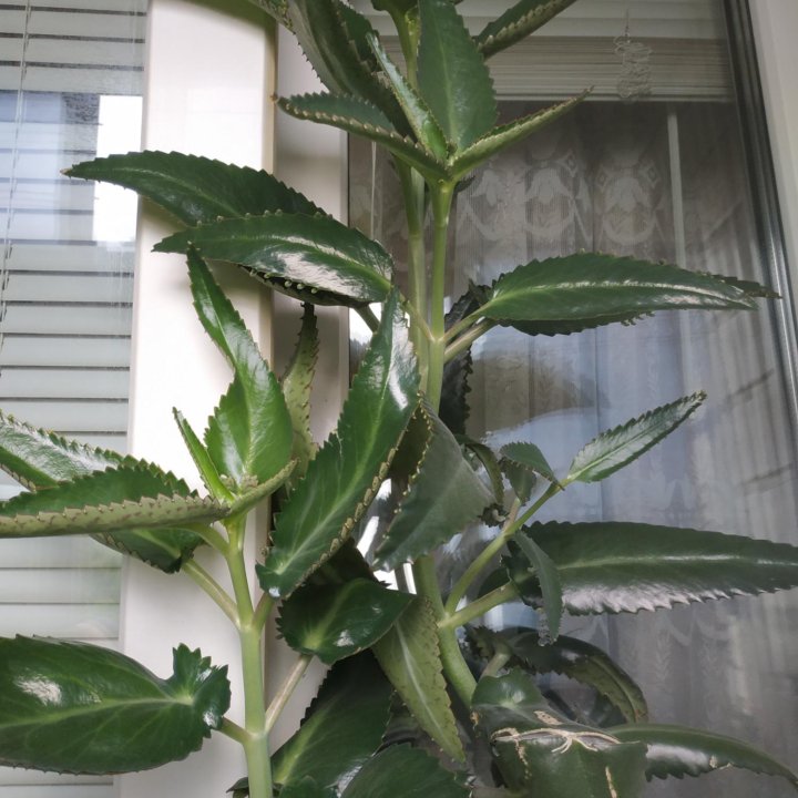 Каланхоэ дегремона