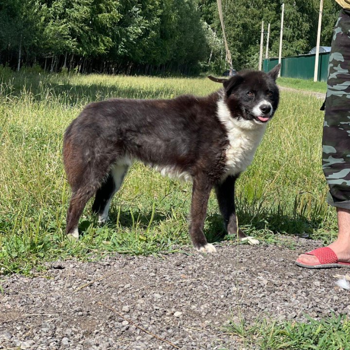 Собака в добрые руки из приюта