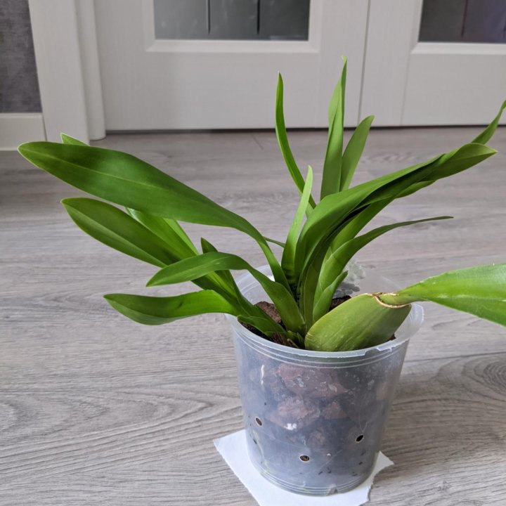 Камбрия (( орхидея