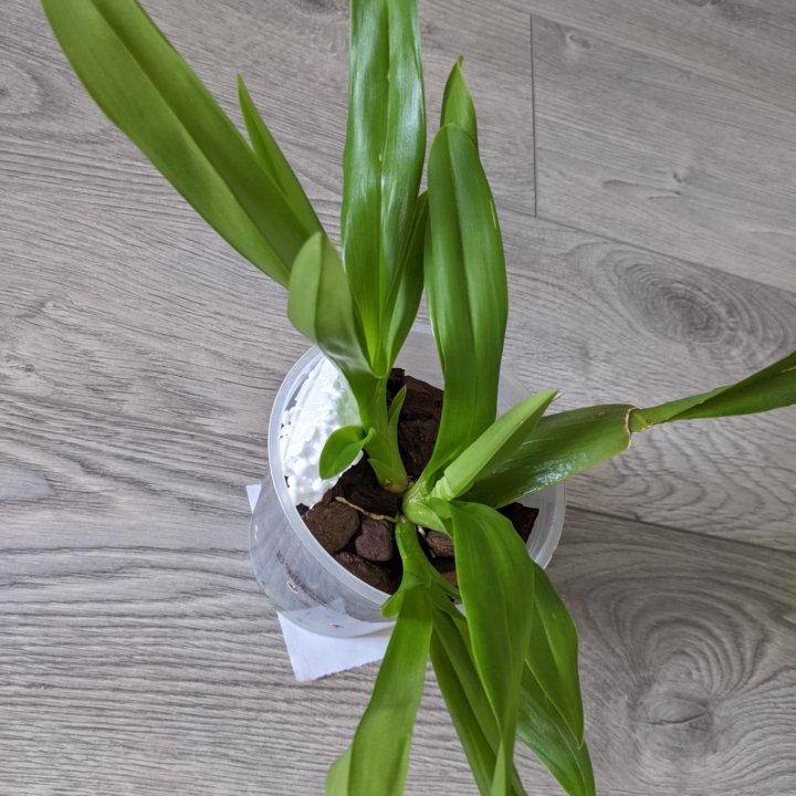 Камбрия (( орхидея