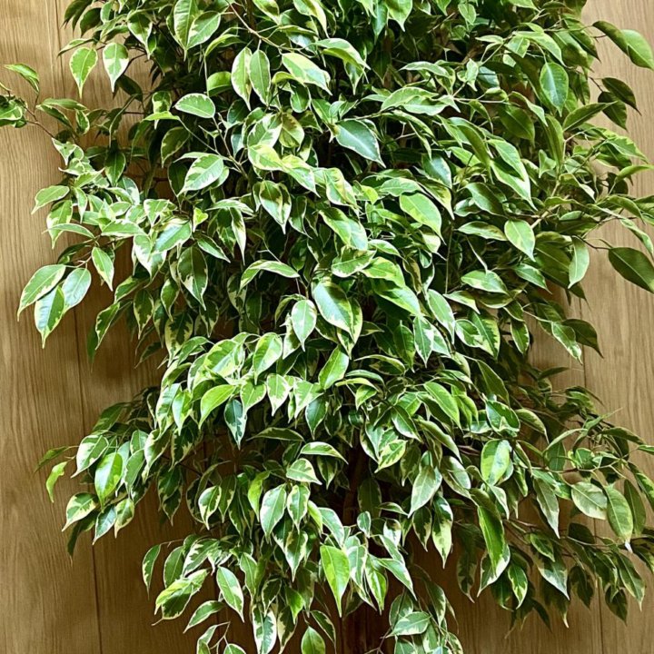 Фикус Бенджамина