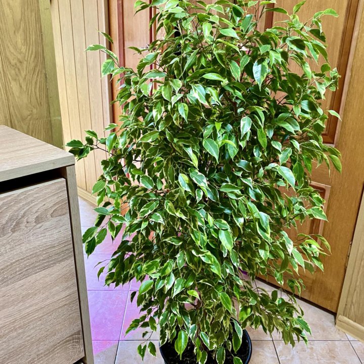 Фикус Бенджамина