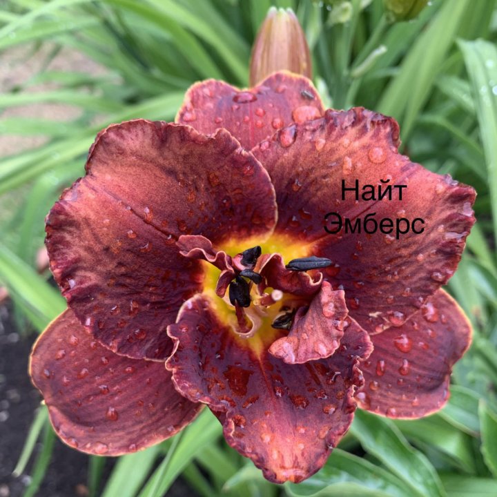 Лилейники сортовые