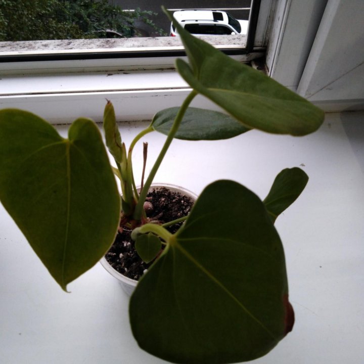 Комнатное растение