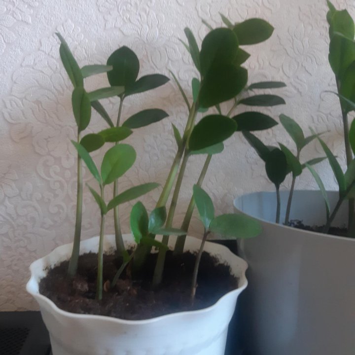 Замиокулькас