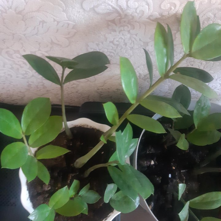 Замиокулькас