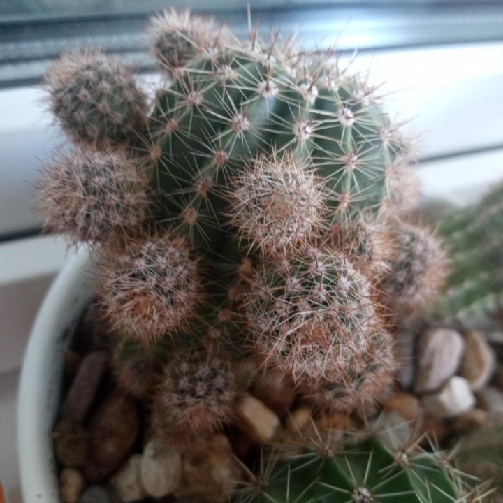 Кактус дети