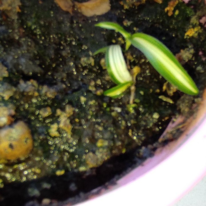 Обмен хлорофитум