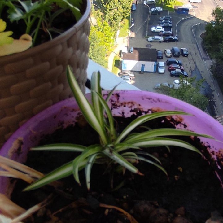 Обмен хлорофитум 1