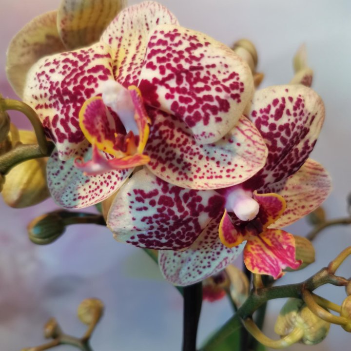 Орхидея фаленопсис, Мультифлора